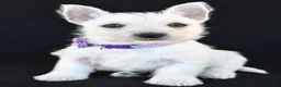 West Highland Terrier dogs for sale: Kara - Ad 8
