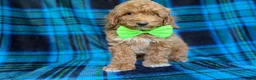 Miniature Poodle dogs for sale: Simba - Ad 5