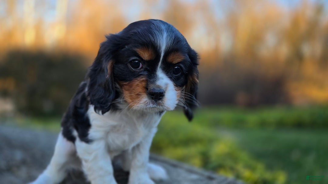 Cavalier King Charles Spaniel dogs for sale: Vivian - Ad 5