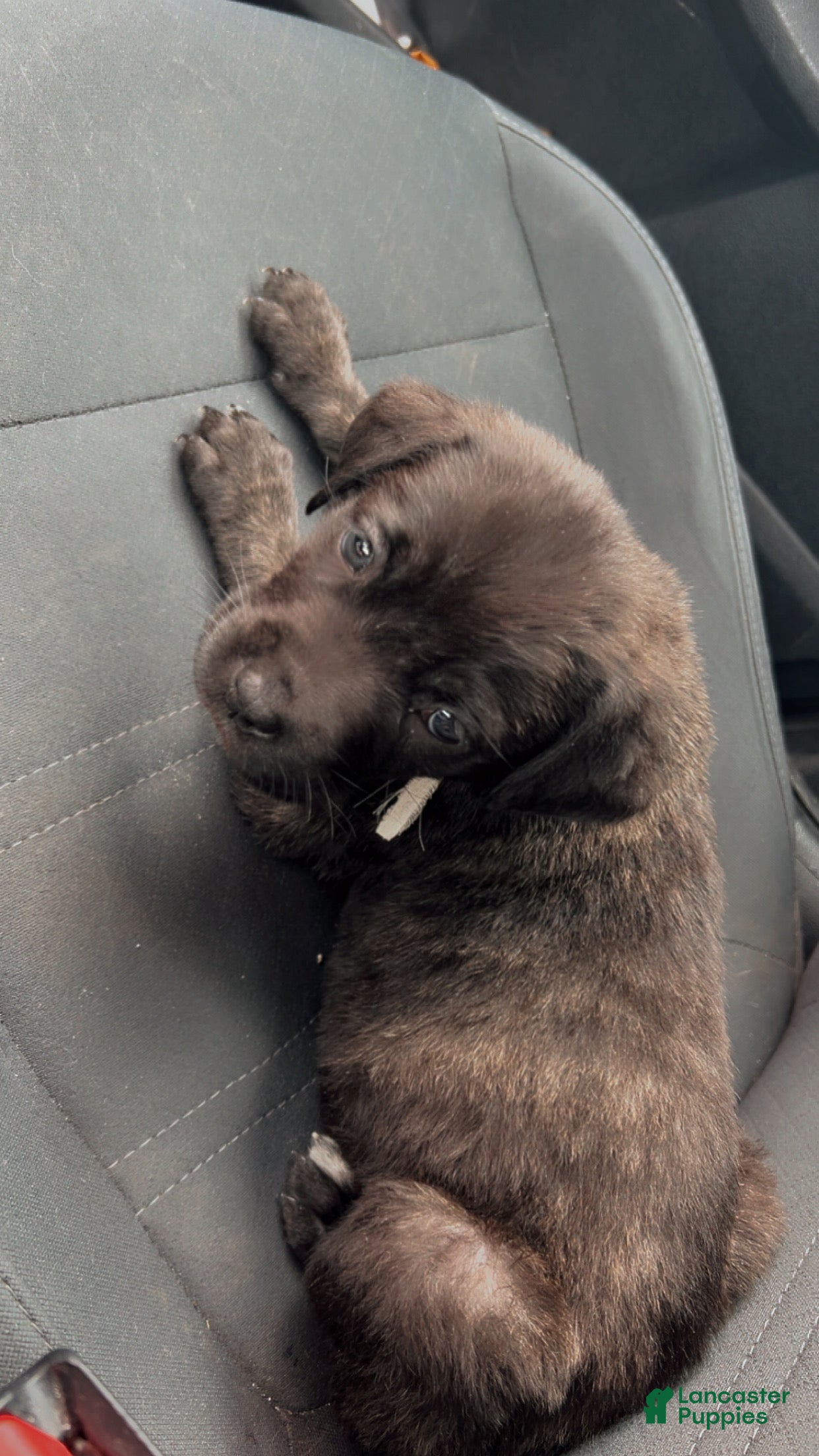 Cane Corso dogs Lilith  - Ad 19