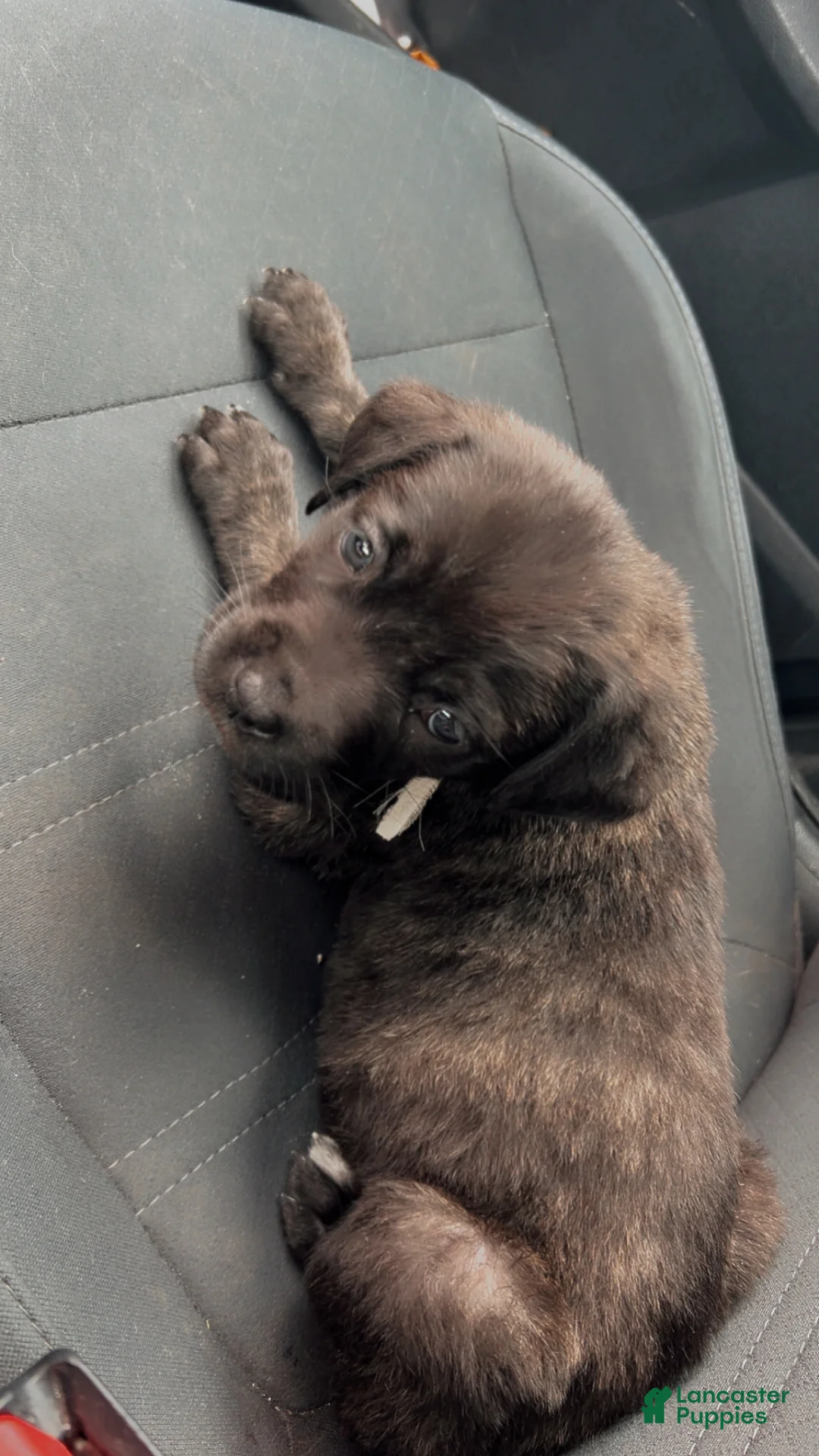 Cane Corso dogs for sale: Lilith  - Ad 1