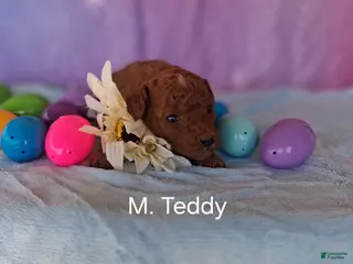 Miniature Poodle dogs Miniature Poodle Teddy - Ad 13