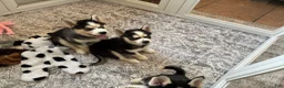 Pomsky dogs for sale: Little Man - Yellow Collar  - Ad 3