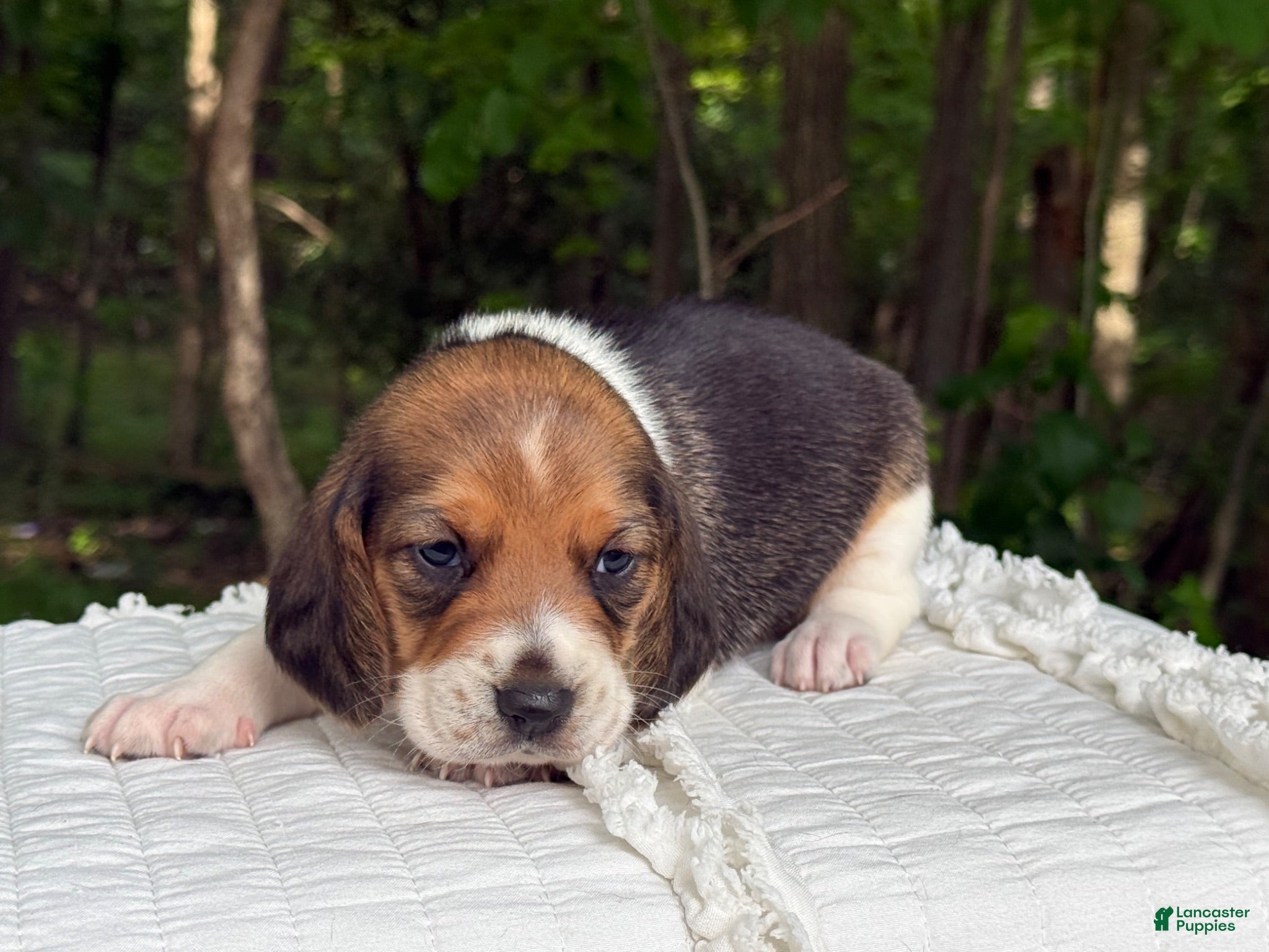 Beagle dogs Aspen - Ad 2