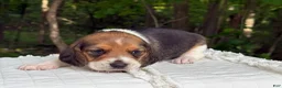 Beagle dogs for sale: Aspen - Ad 2