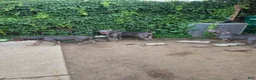 American Bully dogs for sale: Shadow - Ad 4