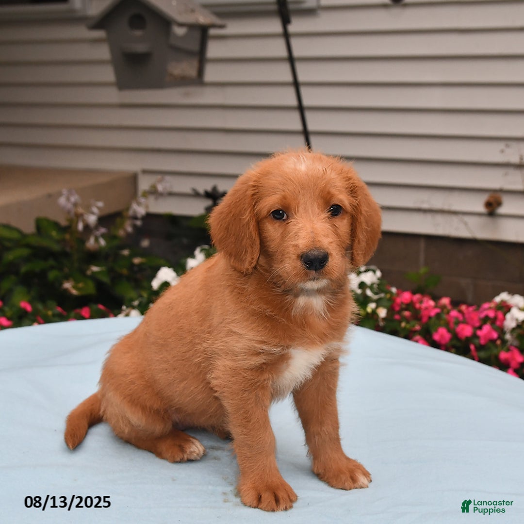 Golden Retriever Mix Lab Mixed With Jack Russell Shih Tzu Mix