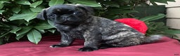 Pug dogs for sale: Pug Puppy 1 - Ad 1