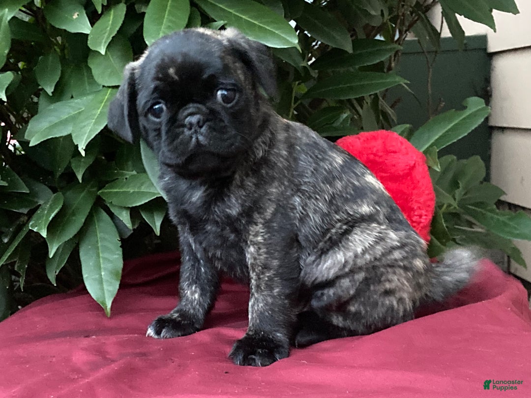 Pug dogs for sale: Pug Puppy 1 - Ad 1