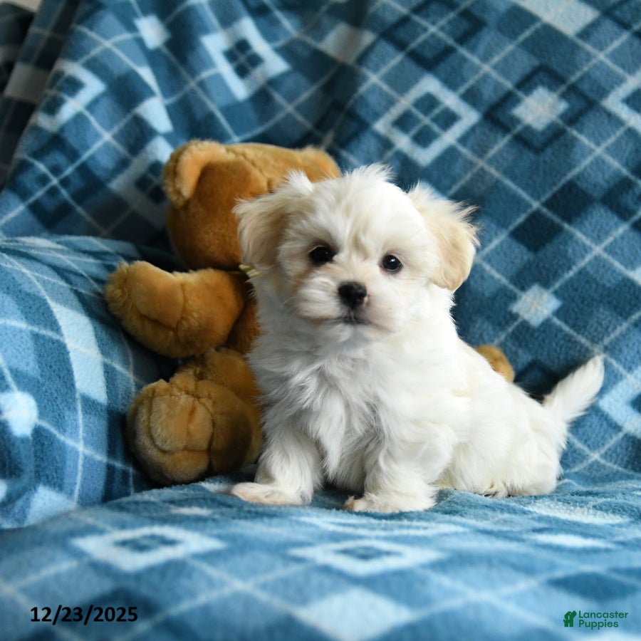 Malshi dogs Hardy - Ad 8