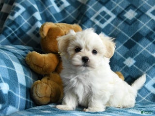 Malshi dogs Hardy - Ad 8