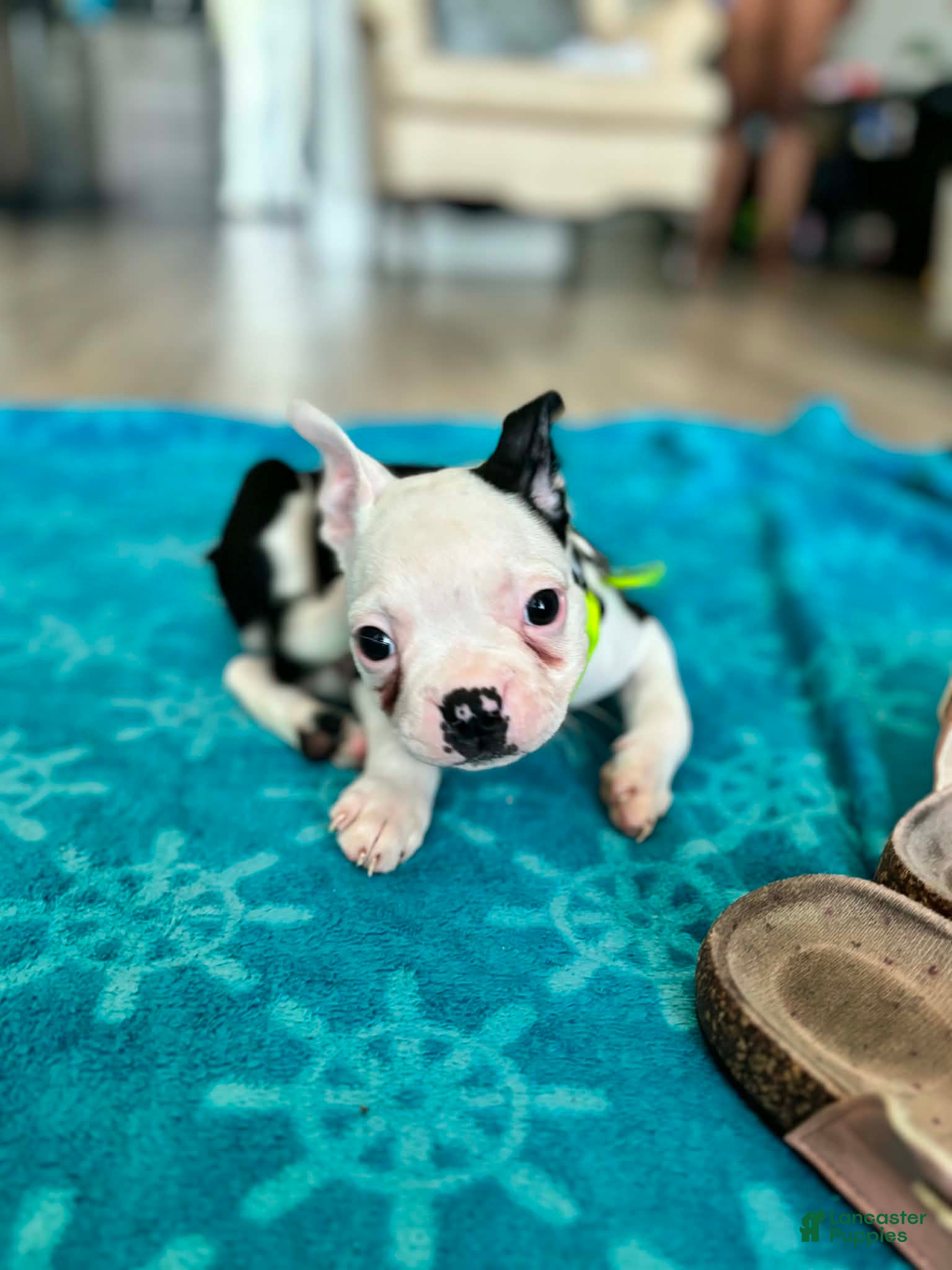 Boston Terrier dogs for sale: Boston Terrier Puppy 1 - Ad 5