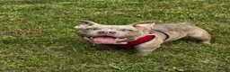 American Bully dogs for sale: Draco - Ad 4