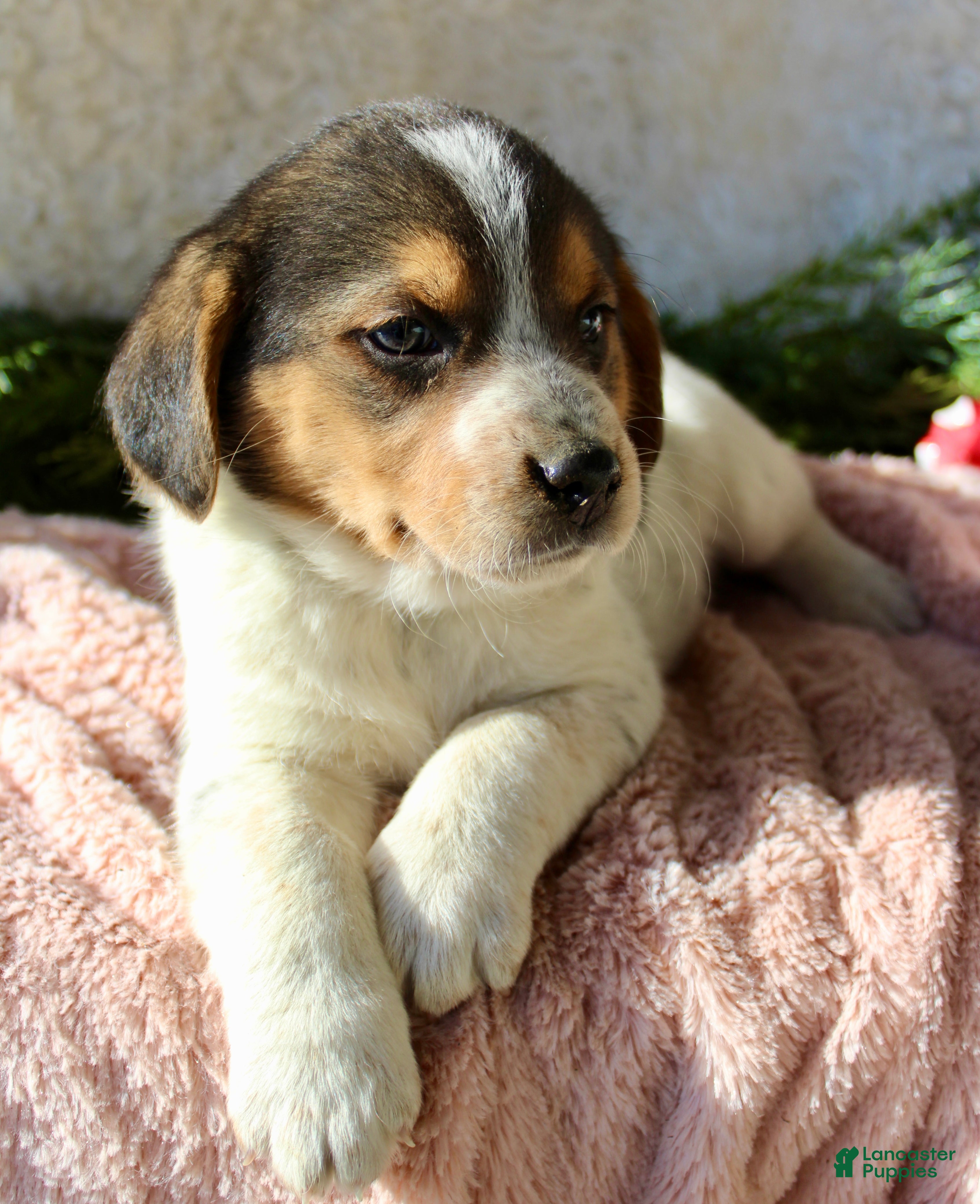 Mixed Breed dogs Lilly - Ad 28