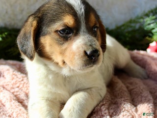 Mixed Breed dogs Lilly - Ad 10