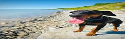 Doberman Pinscher dogs for sale: Doberman Pinscher 1 - Ad 6