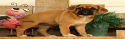 Puggle dogs for sale: Astrid - Ad 5