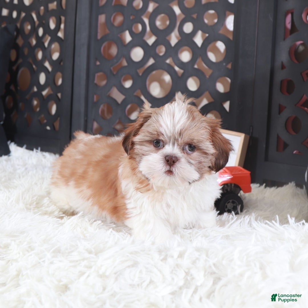Shih Tzu dogs for sale: Shih Tzu Puppy Toby - Ad 2