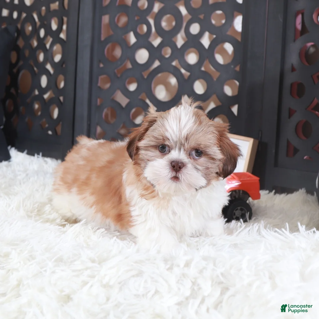 Shih Tzu dogs for sale: Shih Tzu Puppy Toby - Ad 2