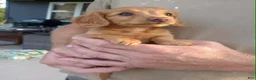 Miniature Dachshund dogs for sale: Buttercup - Ad 1