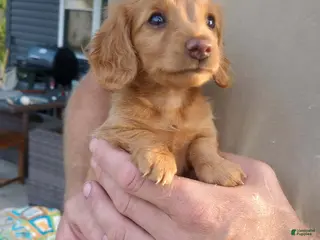 Miniature Dachshund dogs Buttercup - Ad 18