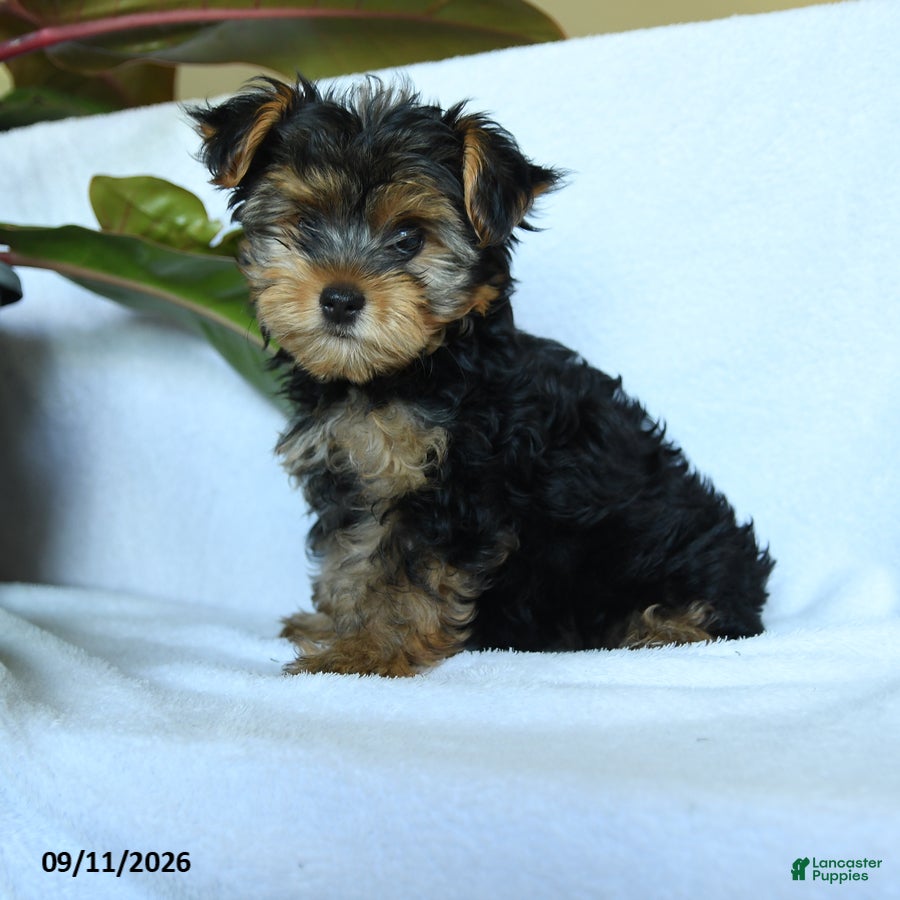 Yorkshire Terrier dogs Aggie - Ad 1