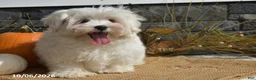 Maltese dogs for sale: Mischief - Ad 4