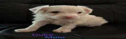 Chinese Crested dogs for sale: Chinese Crested 1 - Ad 3