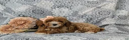 Miniature Poodle dogs for sale: Tamara - Ad 4