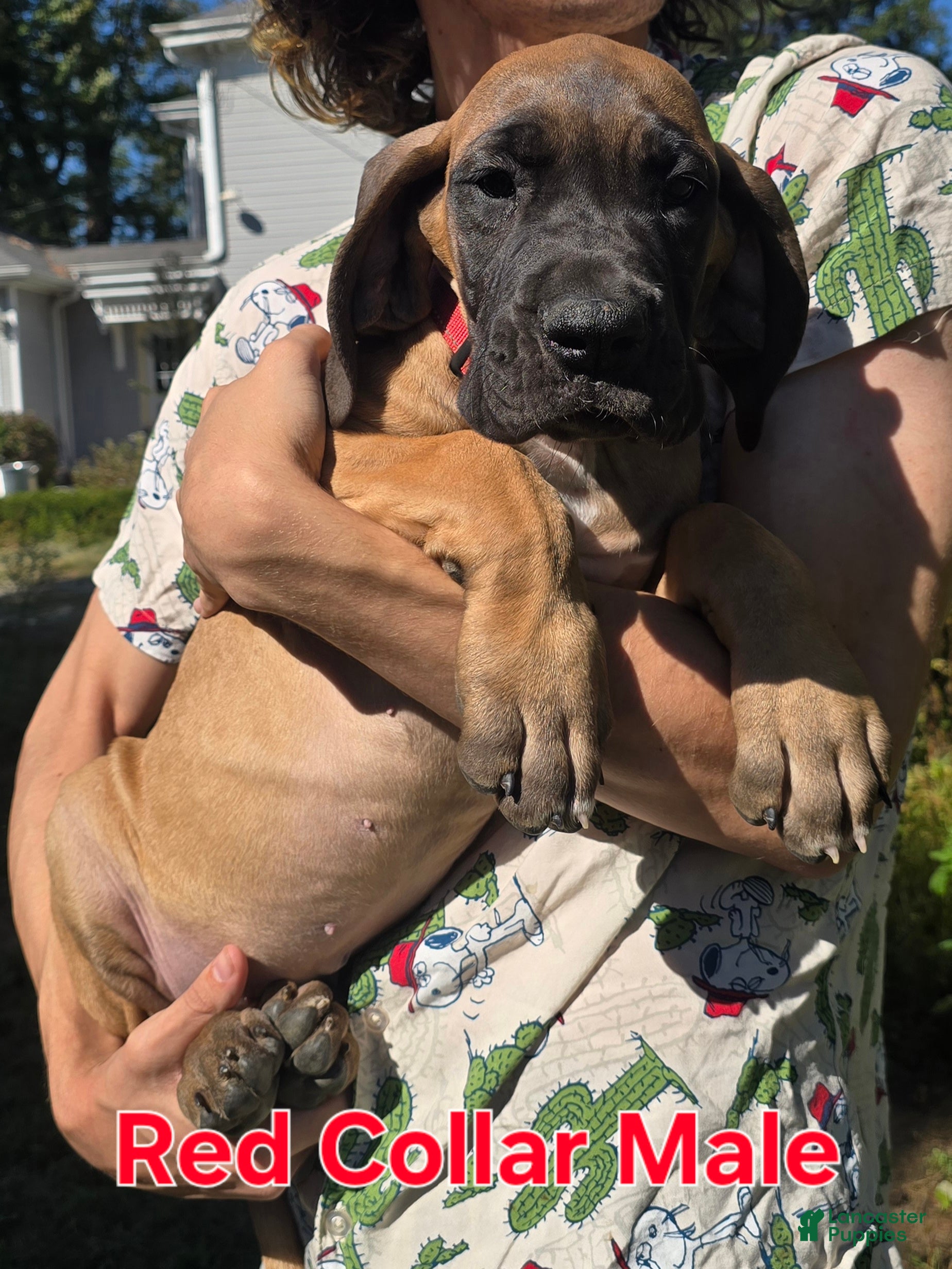 European Great Dane Puppies for sale Lancaster Puppies