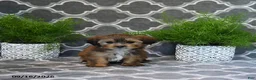 Shorkie dogs for sale: Olive  - Ad 5