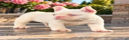 French Bulldog dogs for sale: Pink Bear  - Ad 6