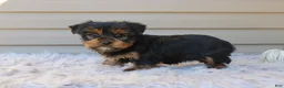 Yorkshire Terrier dogs for sale: Rocco - Ad 4