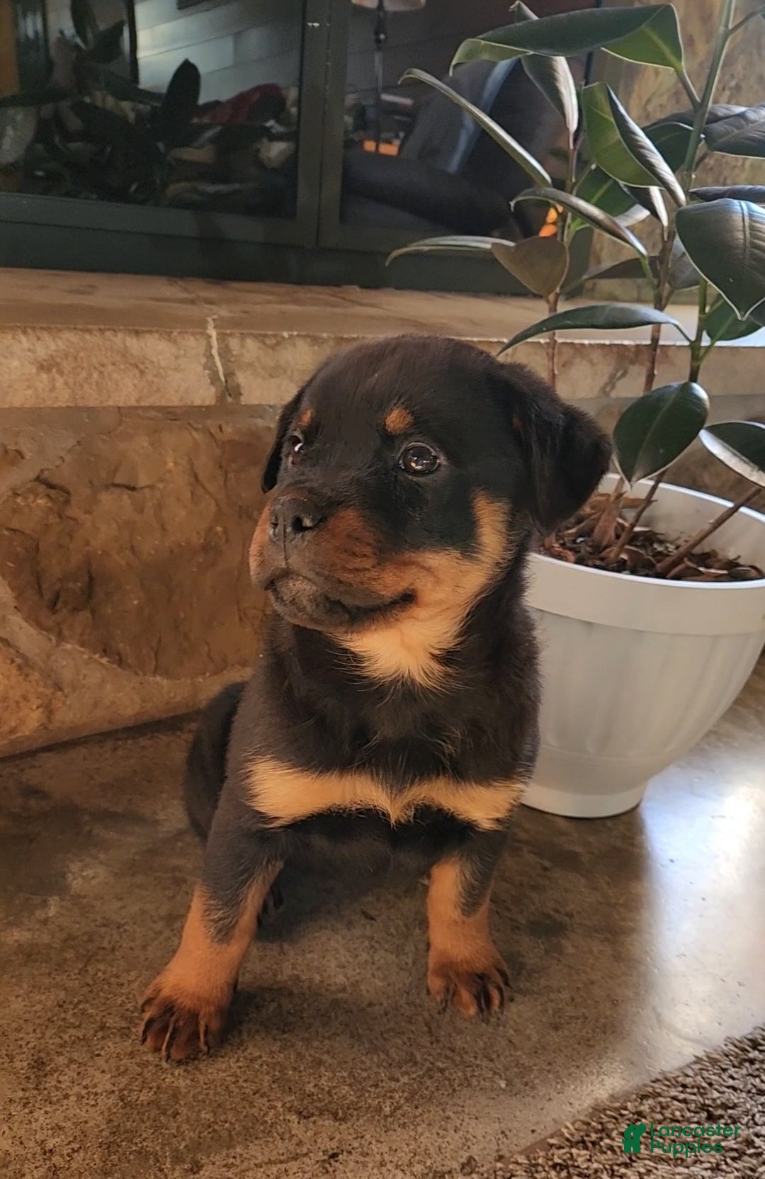 Rottweiler dogs for sale: Noel - Ad 4