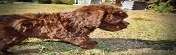 Havapoo dogs for sale: Prince - Ad 3
