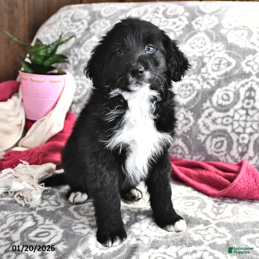 Portuguese Water Dog dogs for sale: Dimples - Ad 1