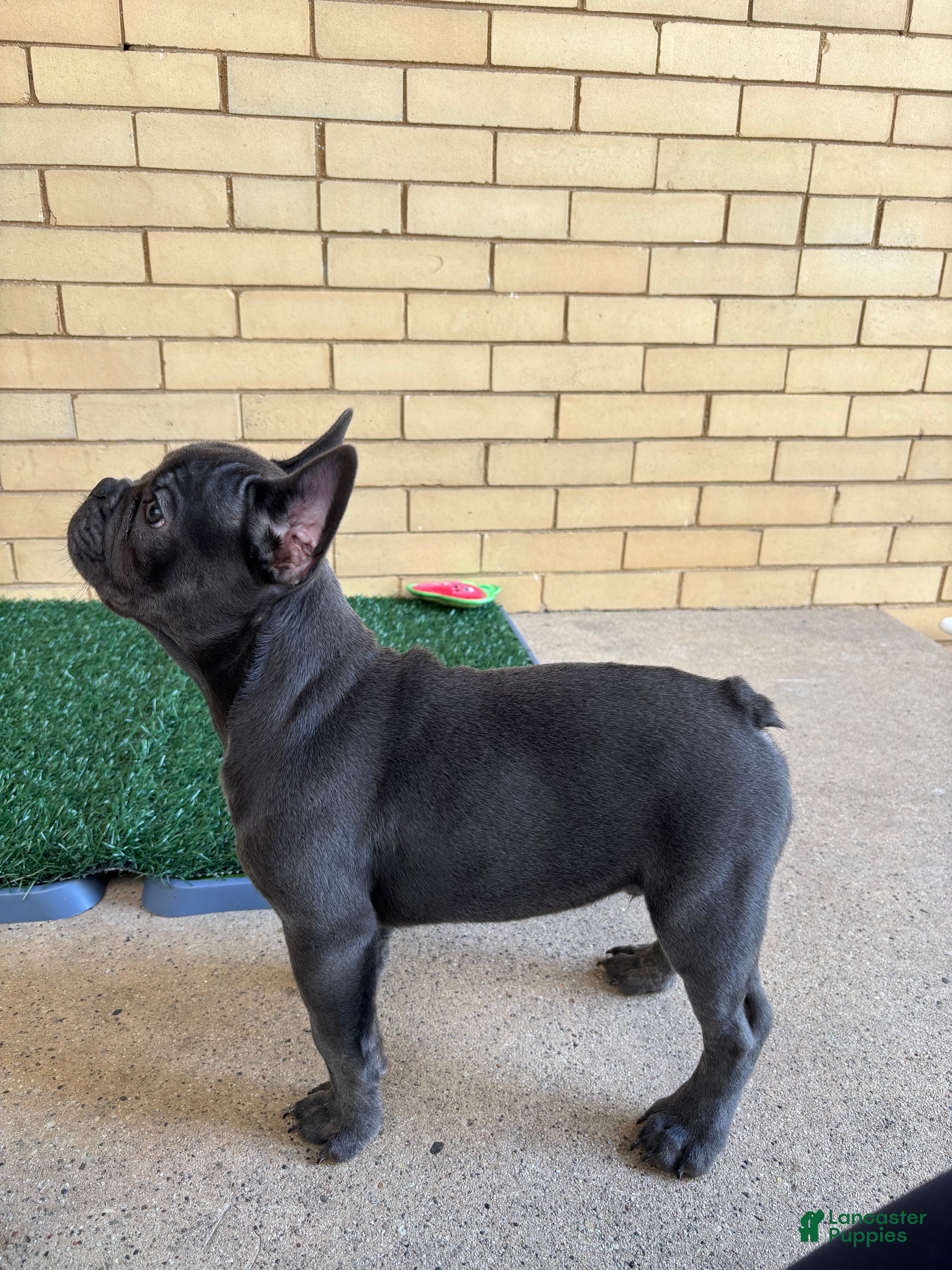 French Bulldog dogs Dash - Ad 2