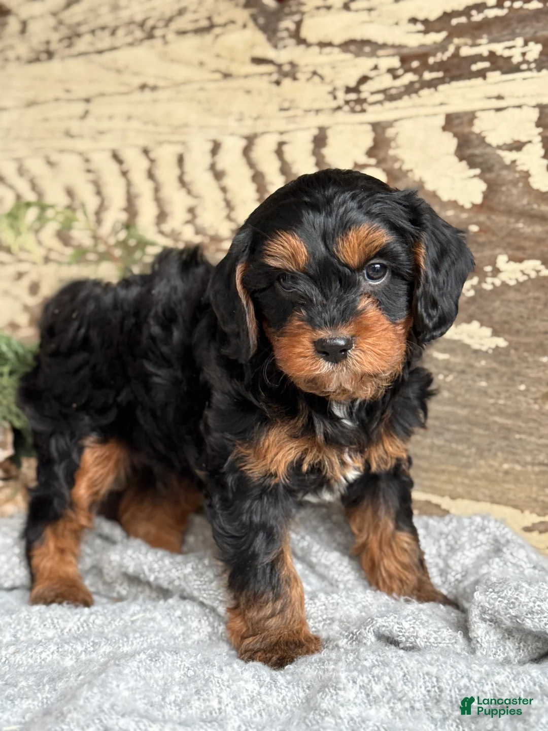 Mixed Breed dogs for sale: Marsh - Ad 1