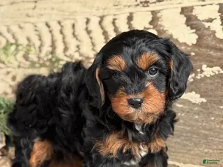 Mixed Breed dogs for sale: Marsh - Ad 1