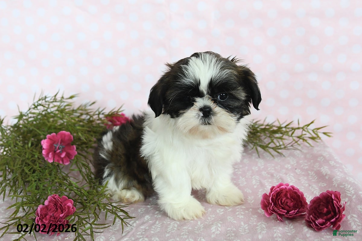 Shih Tzu dogs Sparkle - Ad 19