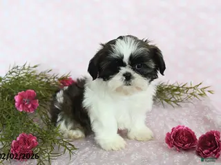 Shih Tzu dogs Sparkle - Ad 19
