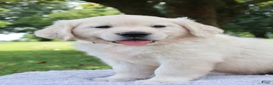 Golden Retriever 4 Jedd