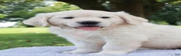 Golden Retriever dogs for sale: Golden Retriever 4 Jedd - Ad 1