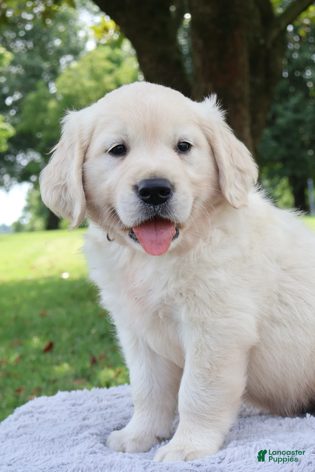 Golden Retriever dogs for sale: Golden Retriever 4 Jedd - Ad 1