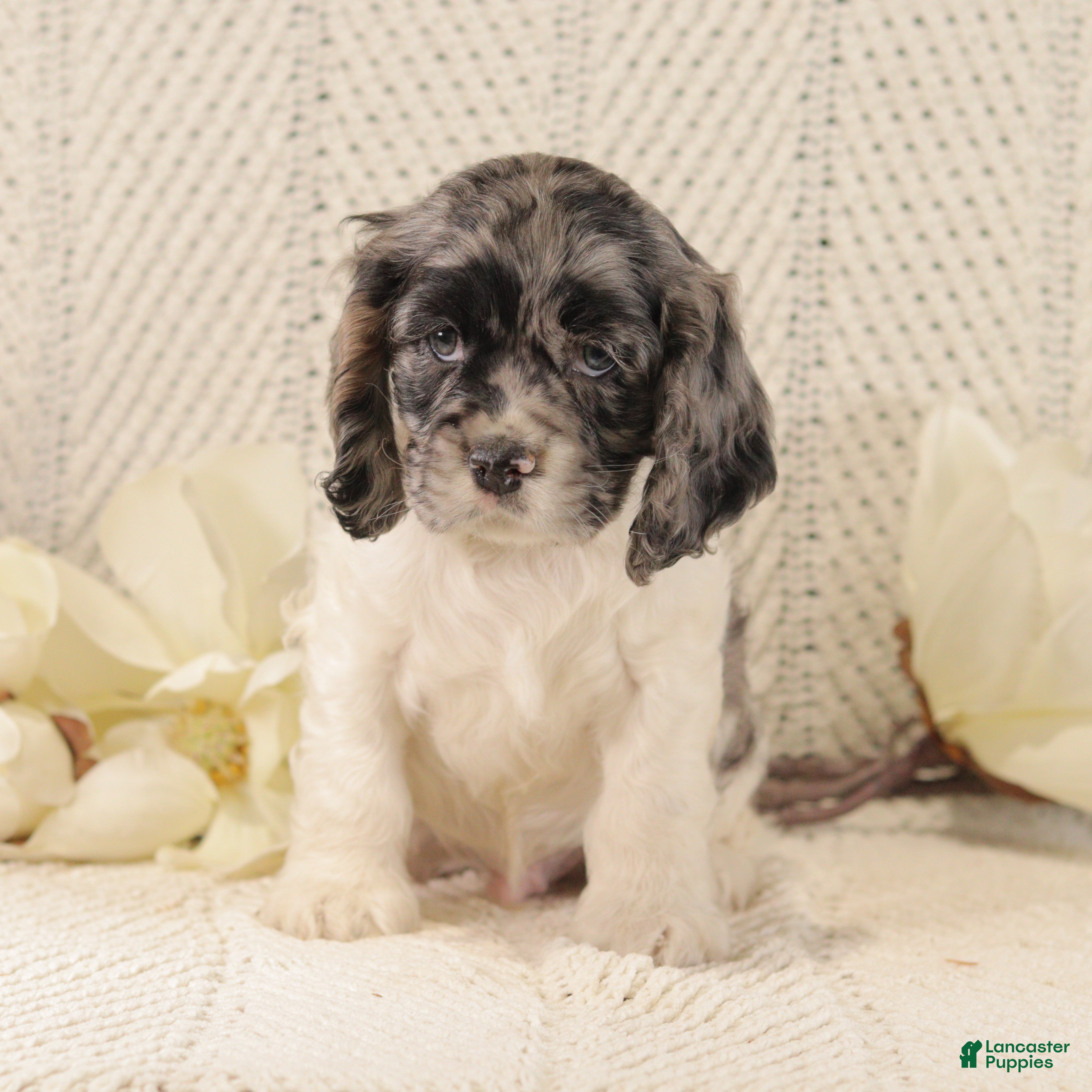 Cocker Spaniel dogs Baby Bear - Ad 2