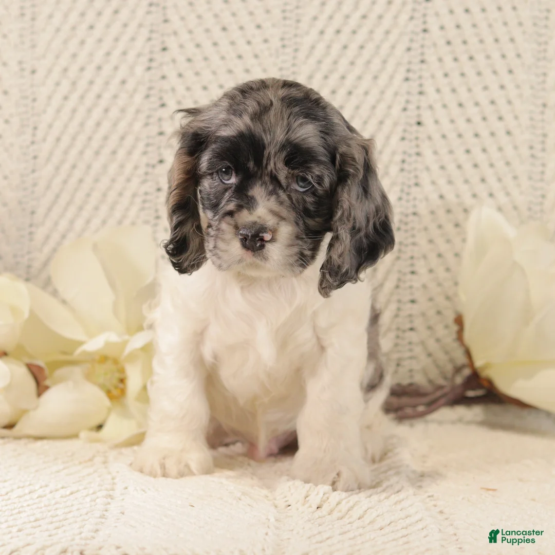 Cocker Spaniel dogs for sale: Baby Bear - Ad 2