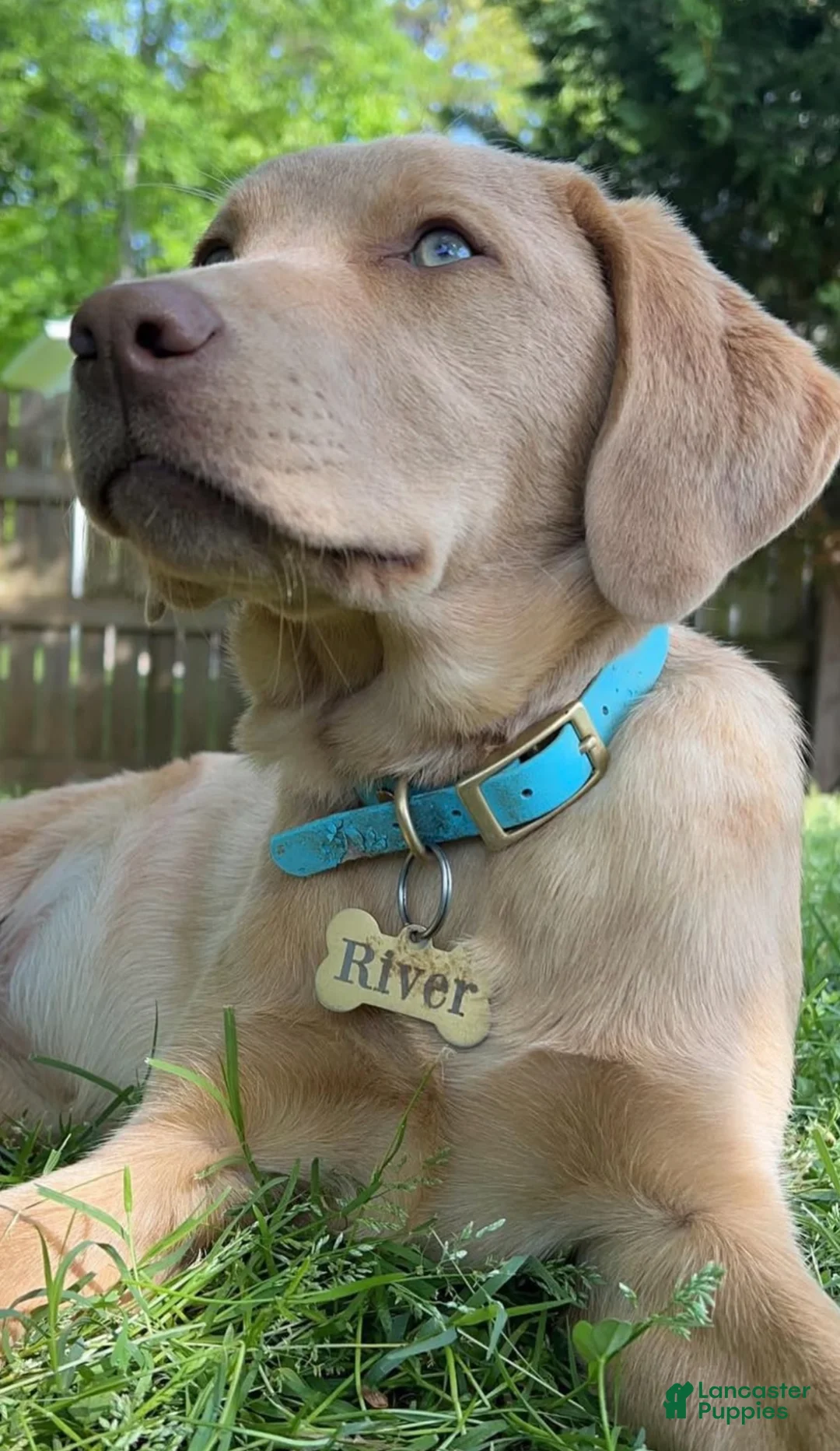 Labrador Retriever dogs for sale: Light Purple Collar Silver Female Lab - Ad 3
