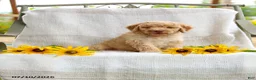 Mini Goldendoodle dogs for sale: Jeremy - Ad 4