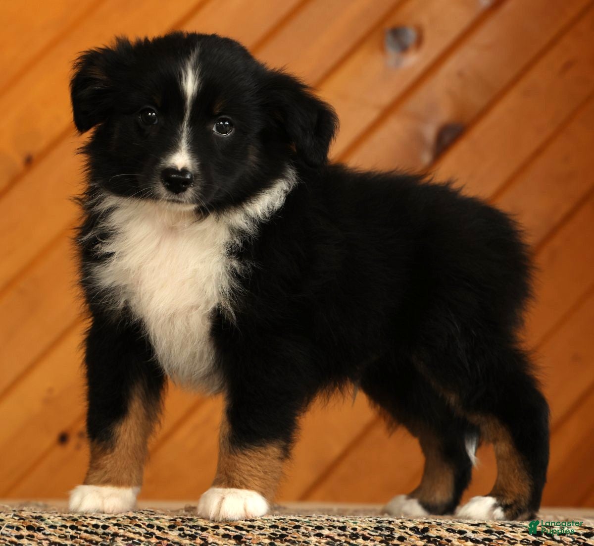Australian Shepherd dogs Titus - Ad 1