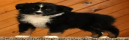 Australian Shepherd dogs for sale: Titus - Ad 1
